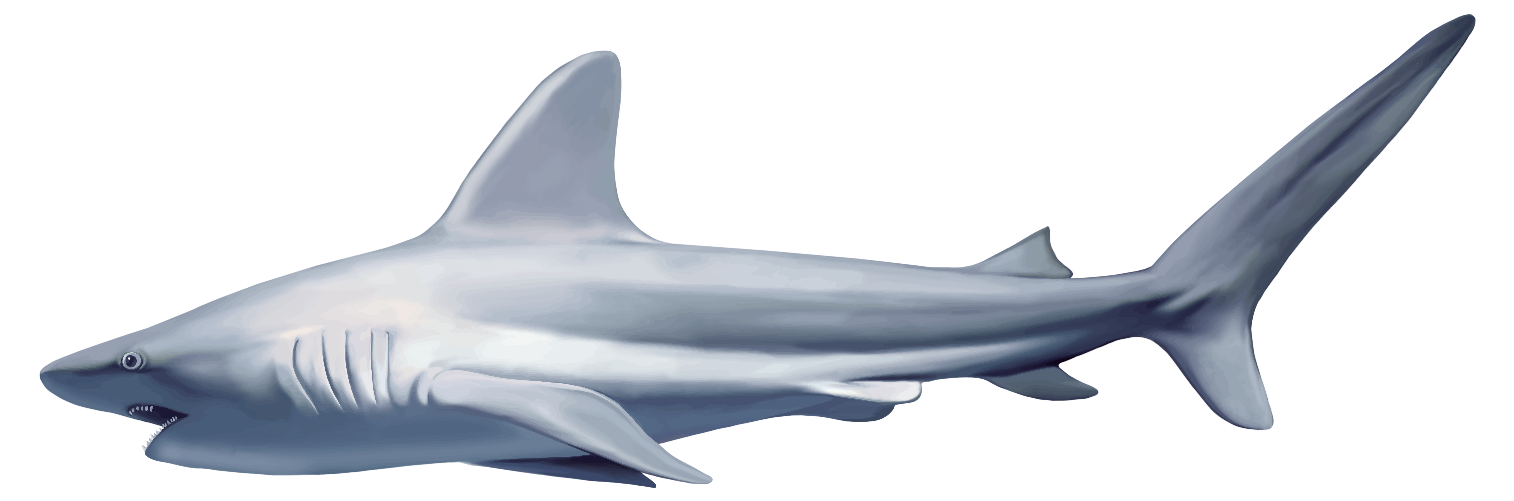 types of sharks clipart realistic