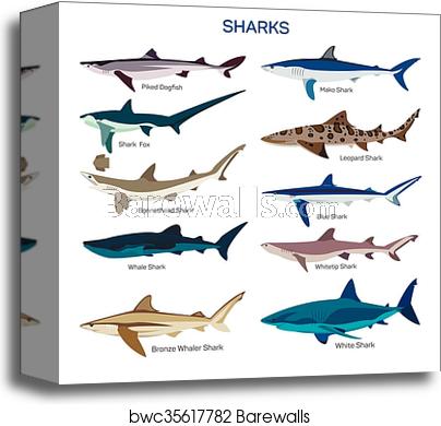 Shark fish vector set in flat style design