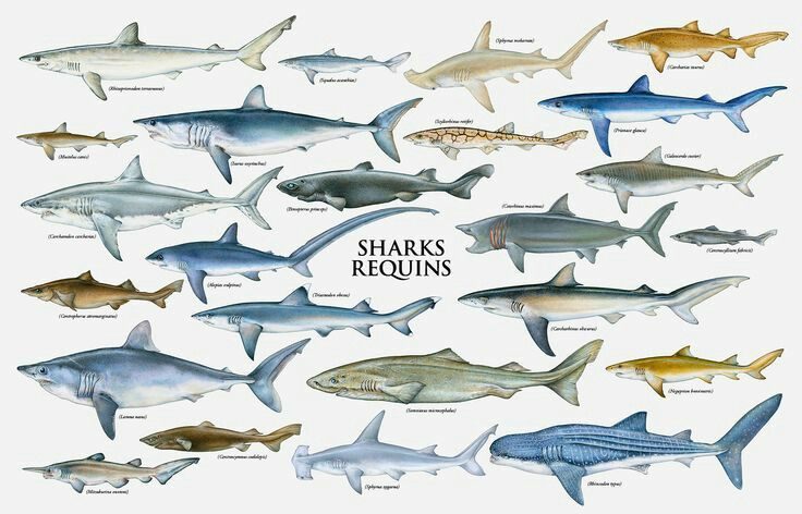 Shark poster selachimorpha.
