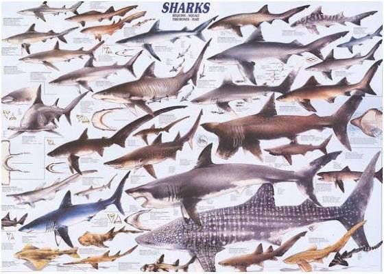 Shark species chart.