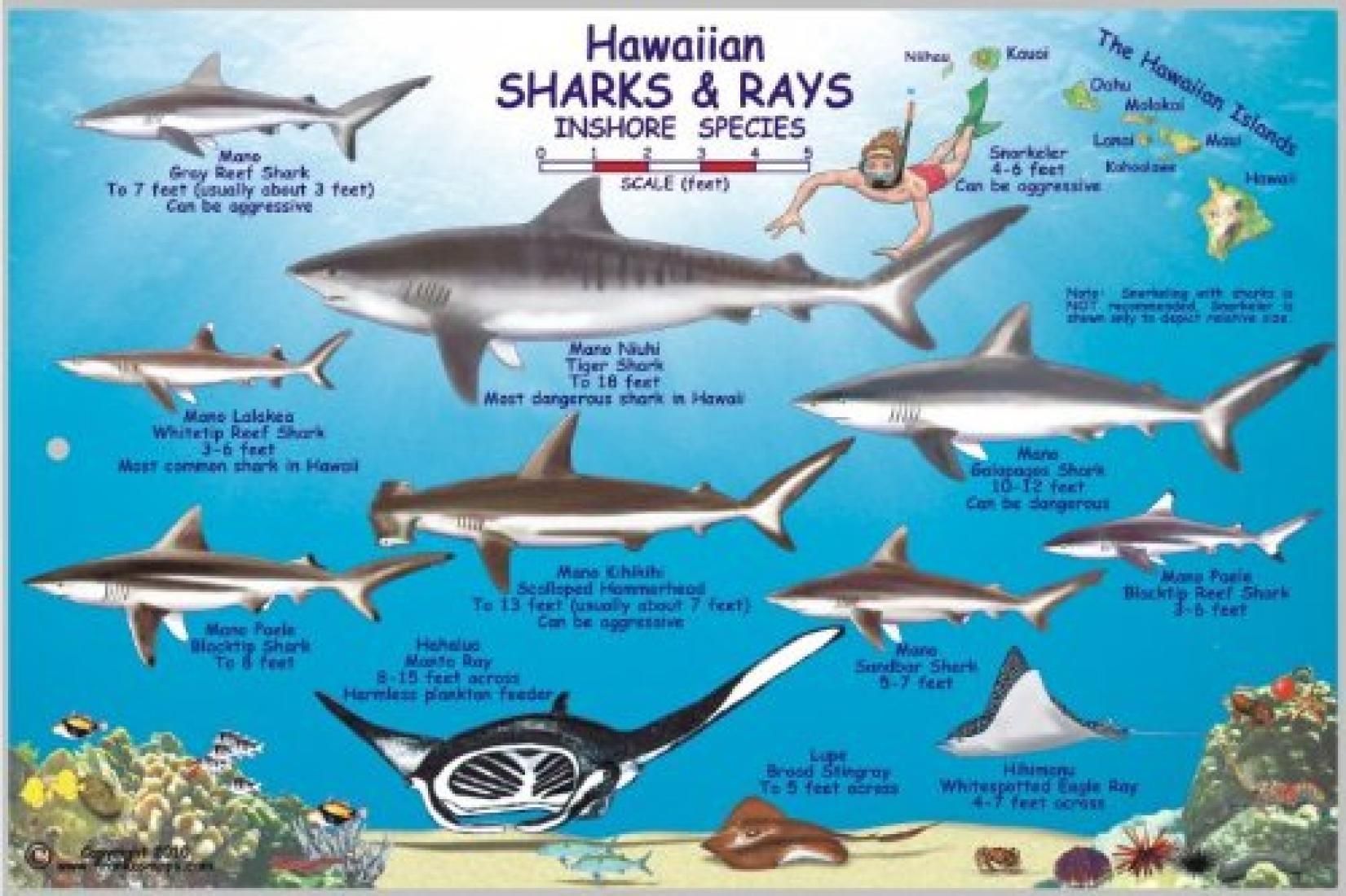 Hawaiian Sharks and Rays Offshore and Inshore Species by