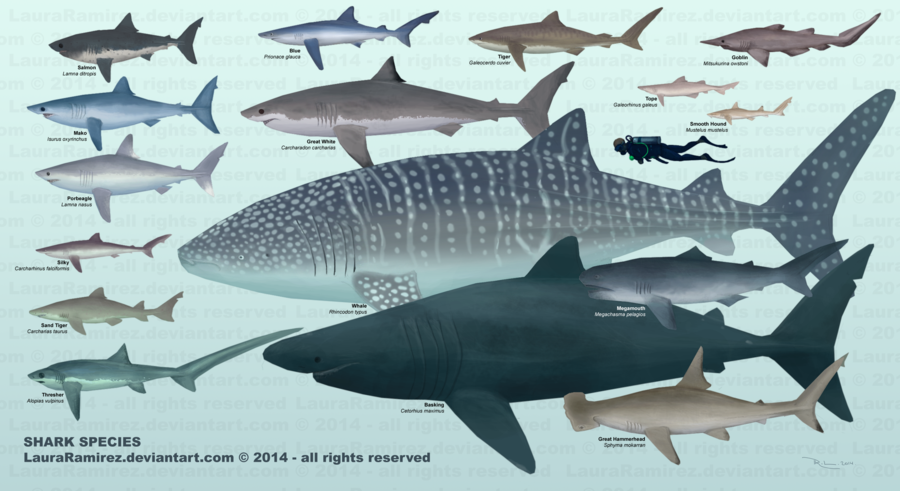 types of sharks clipart shark species