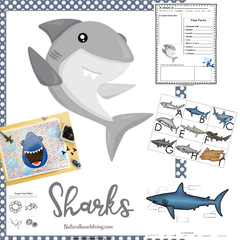 The Best Shark Printable Activities for Kids