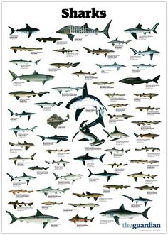 Types of sharks clipart species diversity pictures on Cliparts Pub 2020! 🔝