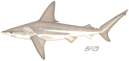 Shark ecomorphotypes.