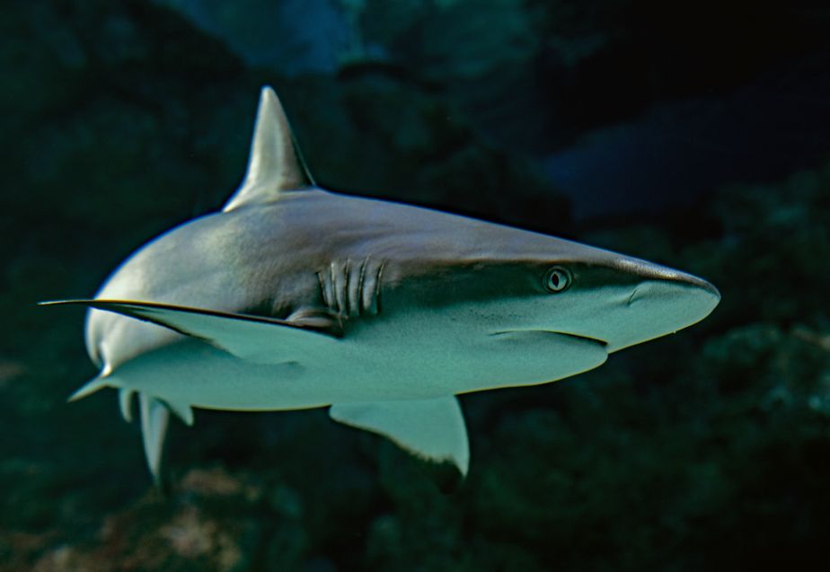 Innovative new toolkit to fill gaps in missing shark and ray