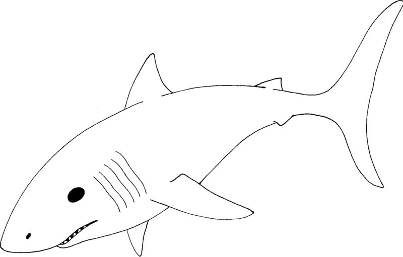 Clipart great white shark