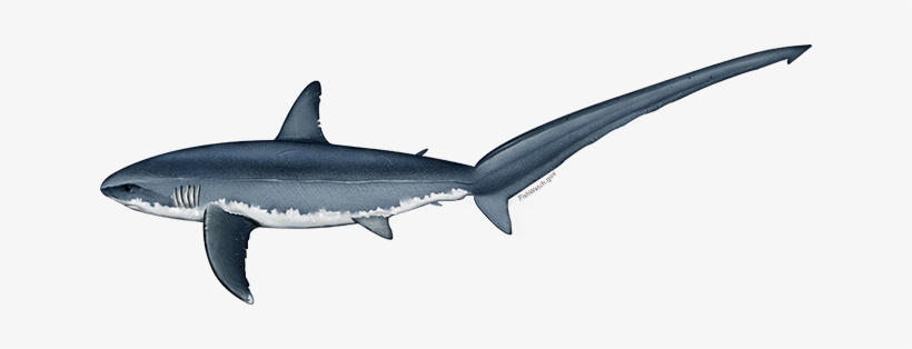 Illustration Of An Atlantic Common Thresher Shark