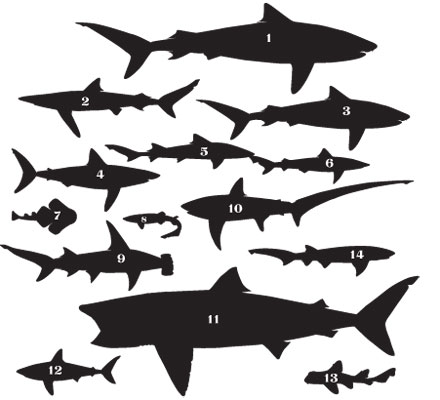 Sharks of the Channel