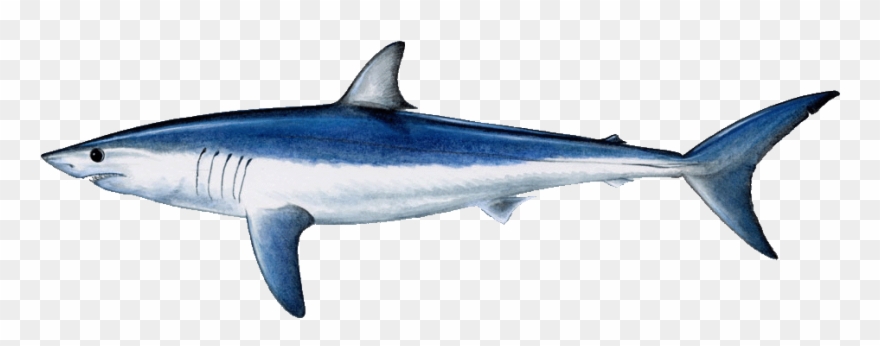 Clip Art Free Common Name Shortfin Mako Shark Aka Bonito