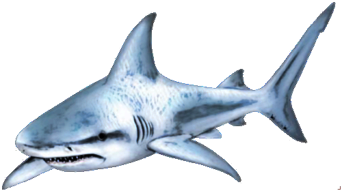 Shark PNG Transparent Images