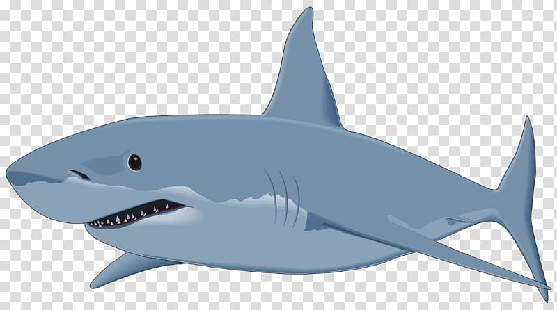 Great white shark , Shark transparent background PNG clipart