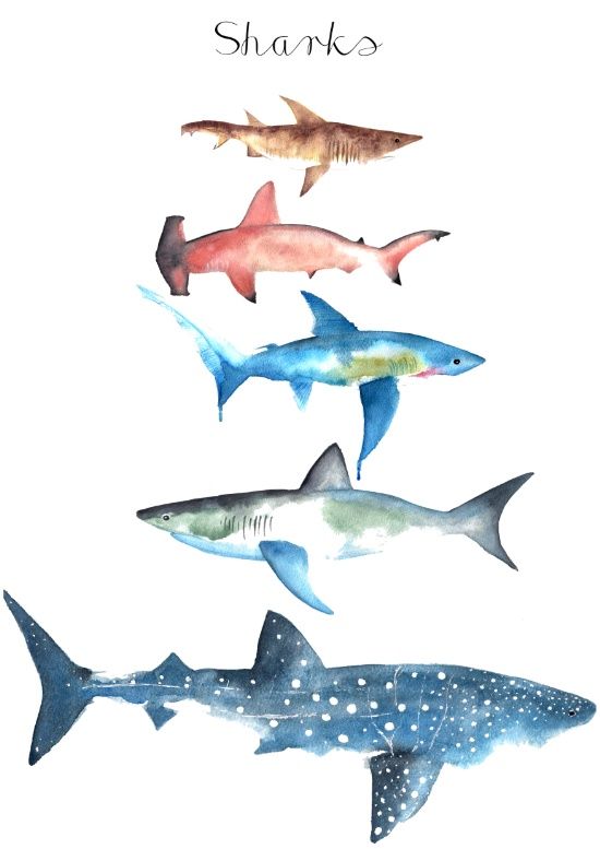 Sharks art print.