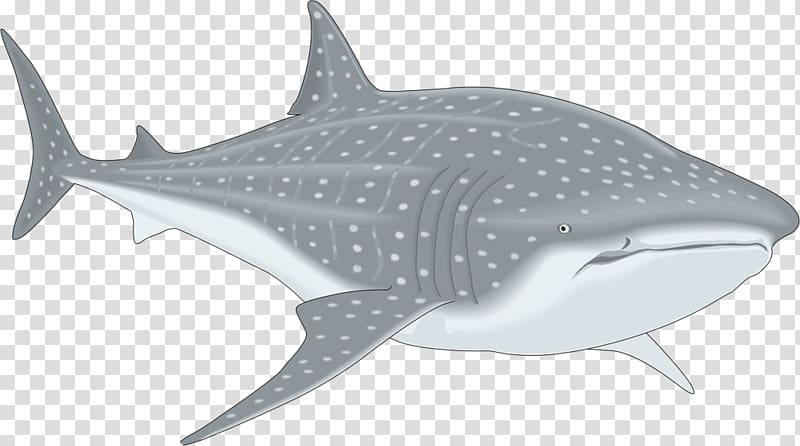 Whale shark sharks.