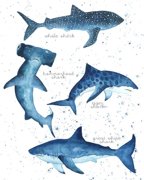 Whale Shark, Great White Shark, Hammerhead Shark, Tiger