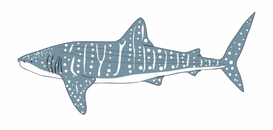 Icon whaleshark whale.