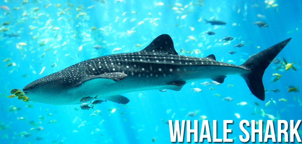 Whale shark facts.