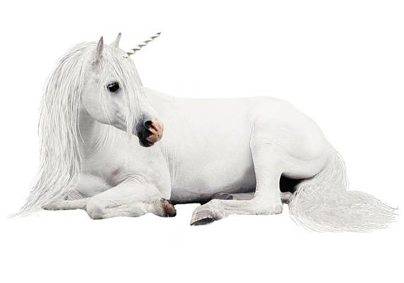 White unicorn unicorn.
