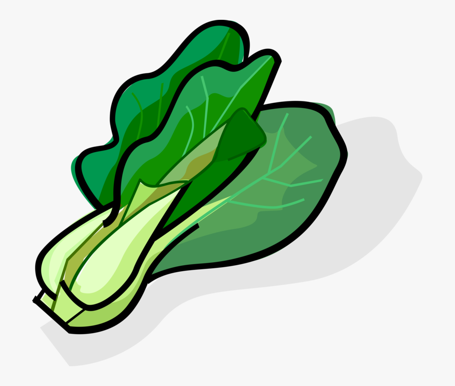 Cabbage Clipart Bok Choy