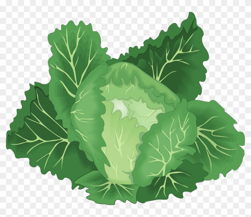 Lettuce clipart leafy.