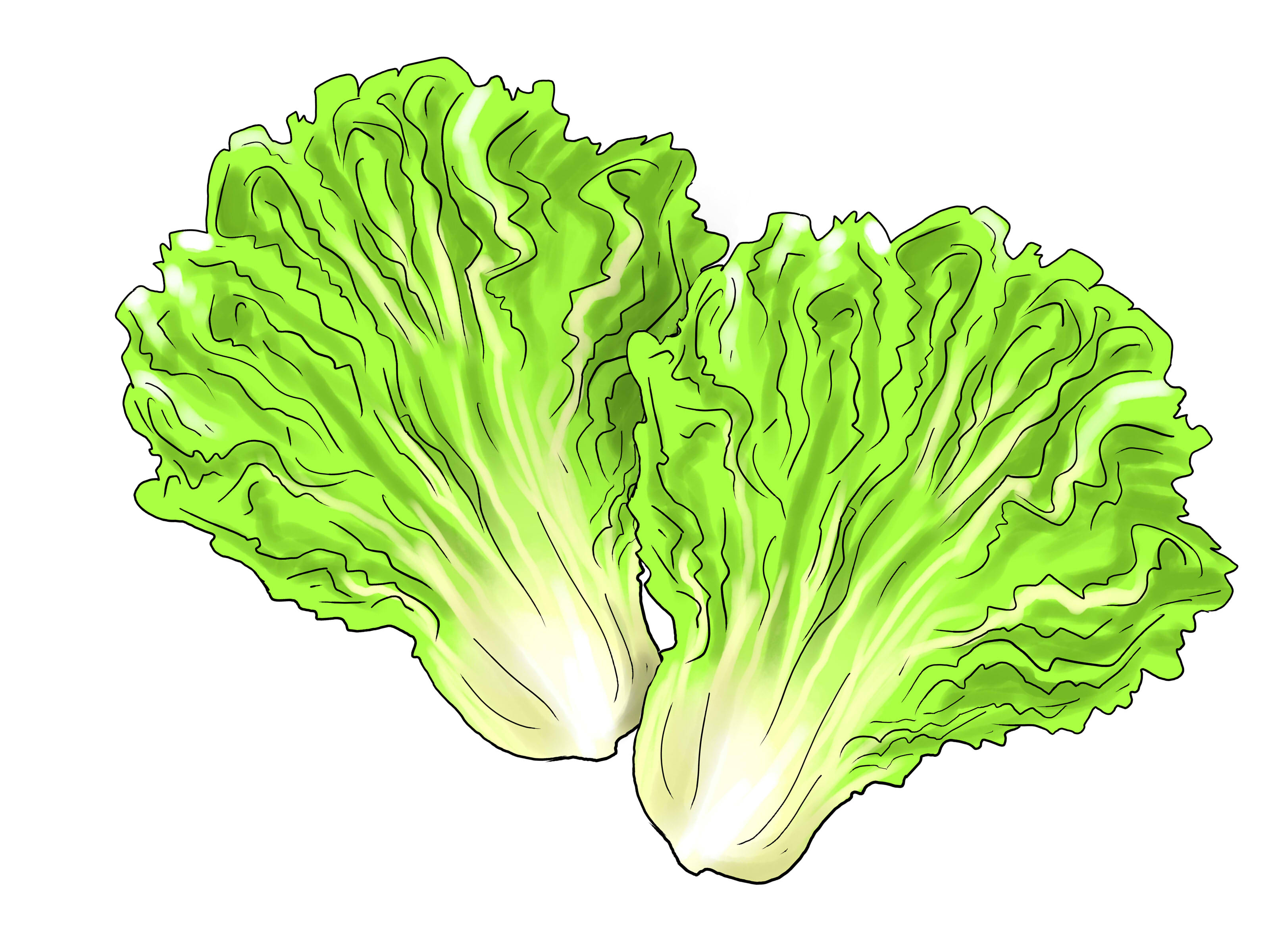 vegetables clipart lettuce