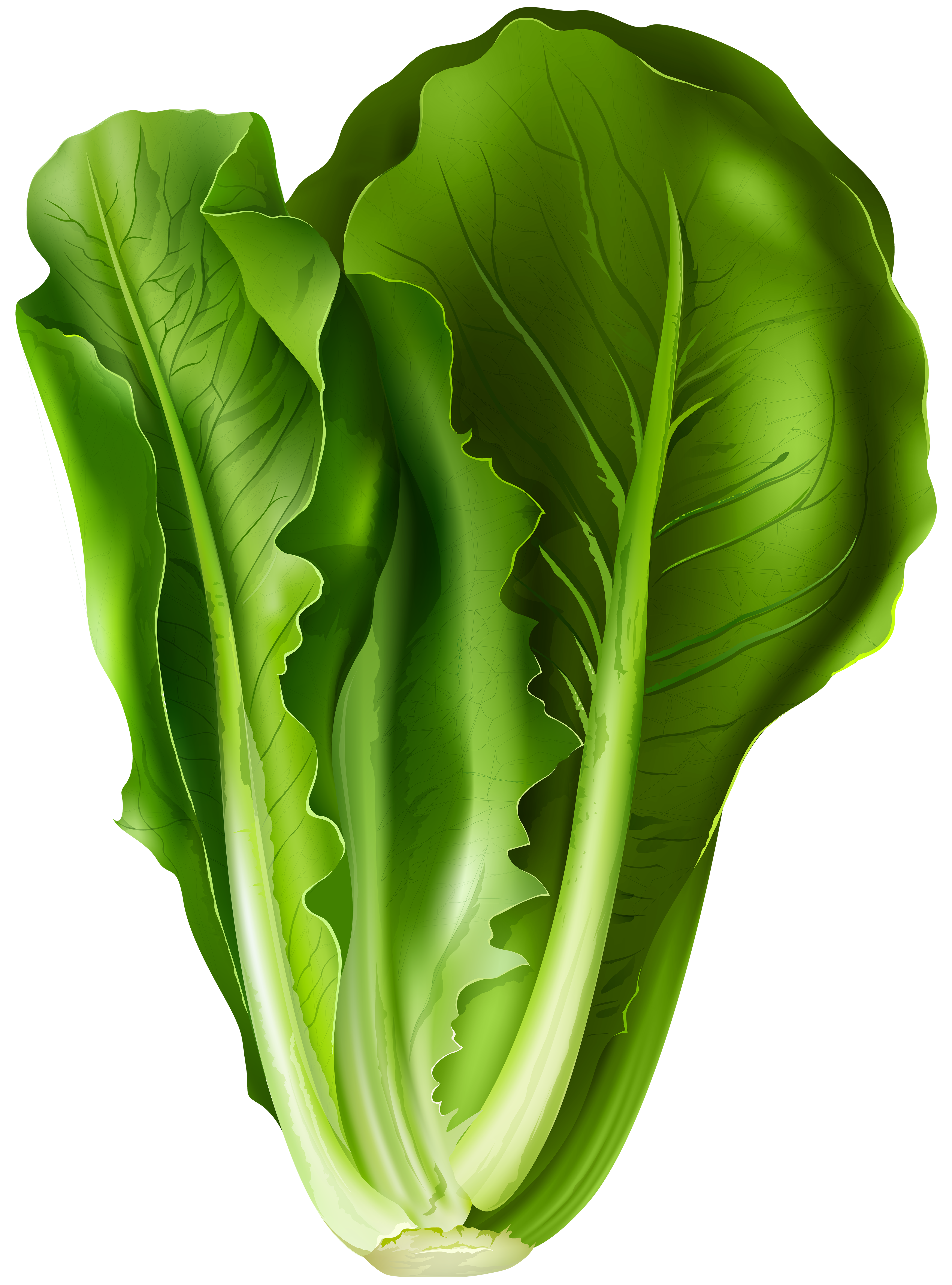 Lettuce PNG Clip Art Image