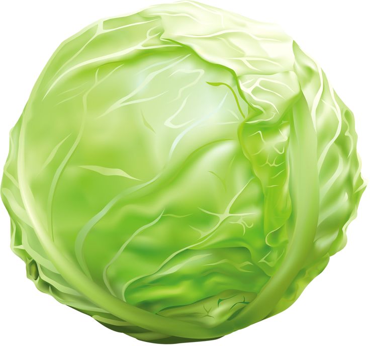 Lettuce images about fruit and vegetables clip art on