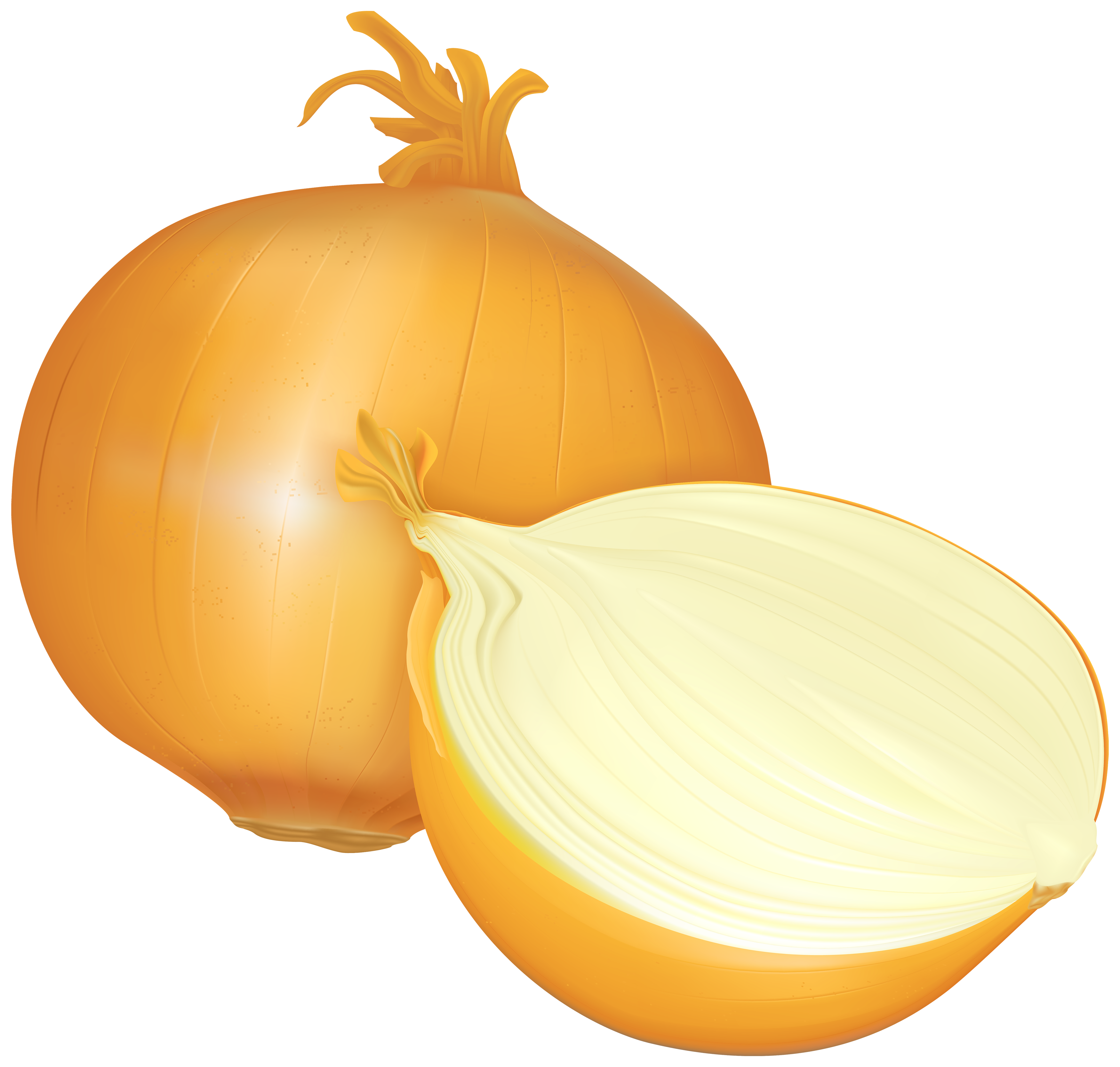 Onion png clipart.