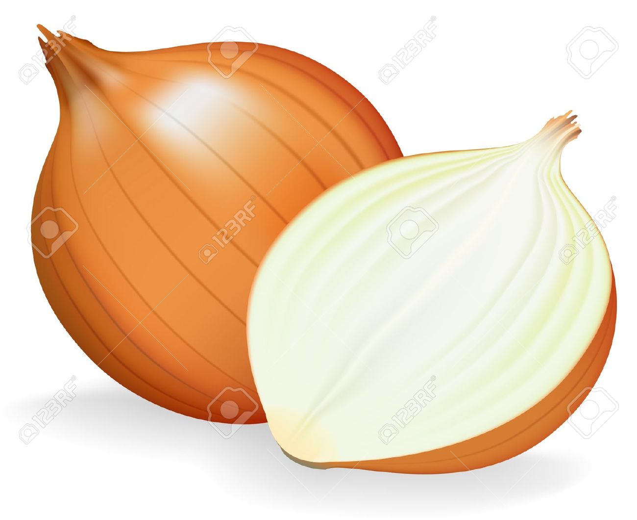vegetables clipart onion