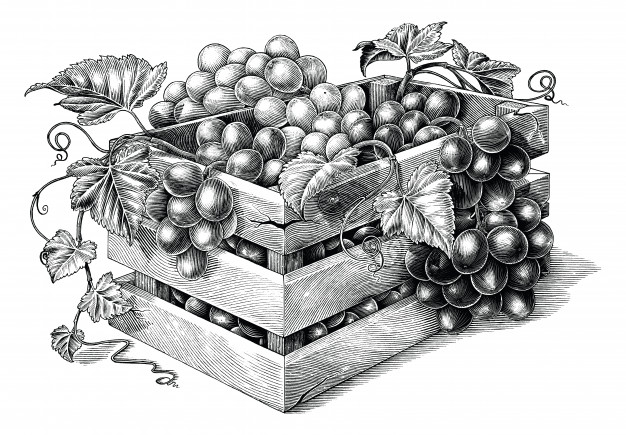 Antique engraving illustration of organic grapes in the
