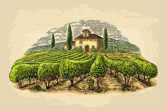 Rural landscape vineyard.