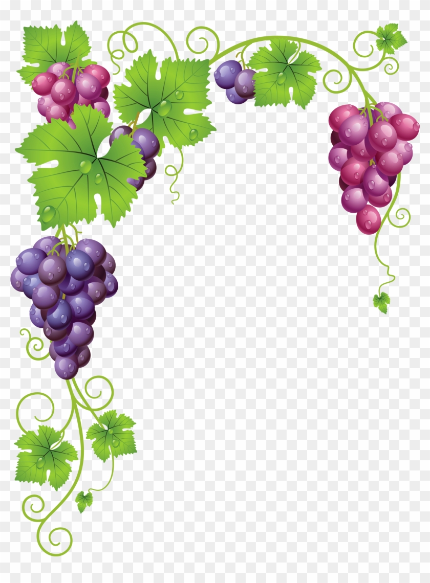 Vine Clipart Vineyard Grape
