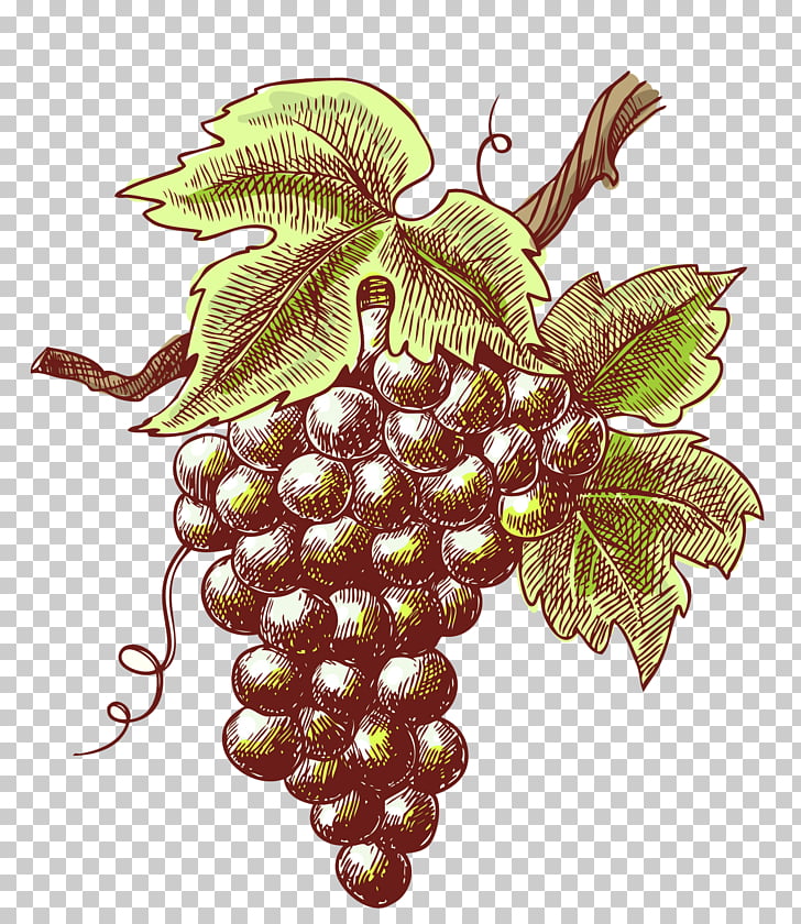 Winery Vintage Mosel, Retro grapes PNG clipart