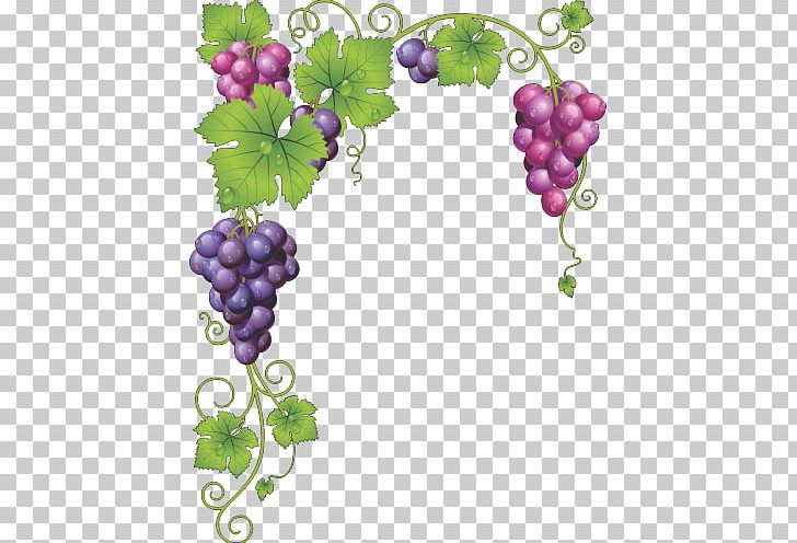Common Grape Vine Wine Grape Leaves PNG, Clipart, Border