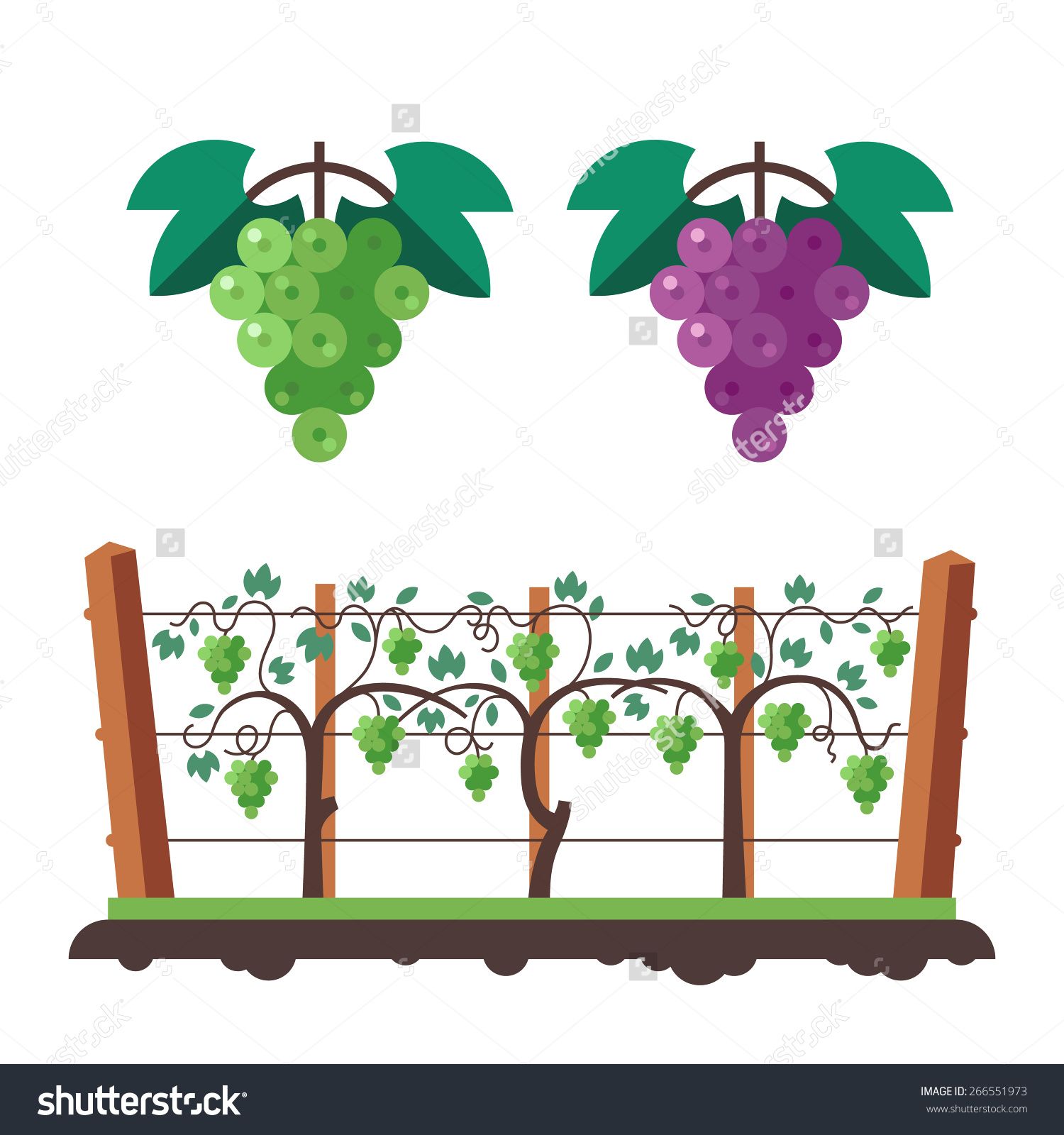 Grapes and vineyard.