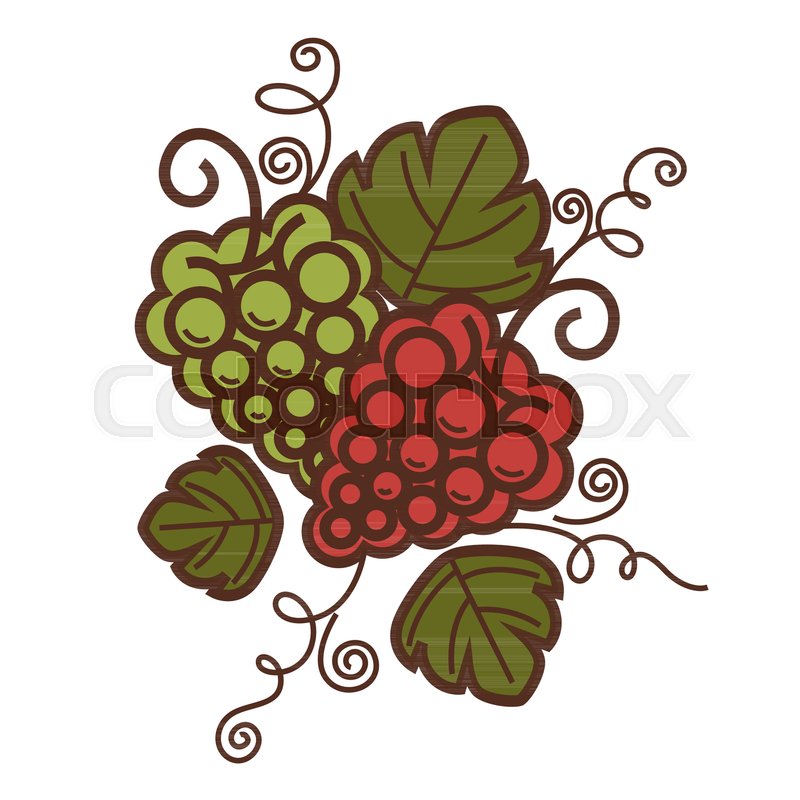 Grape vine vintage harvest icon for