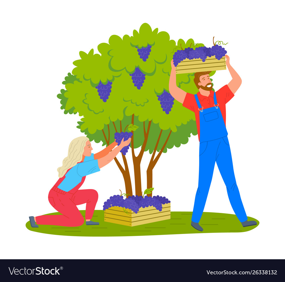 Man and woman gathering grapes vineyard plantation vector image