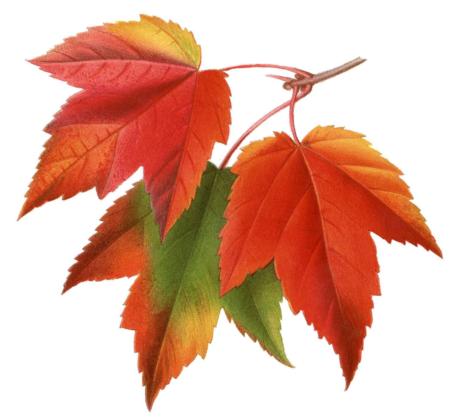8 Maple Leaf Images