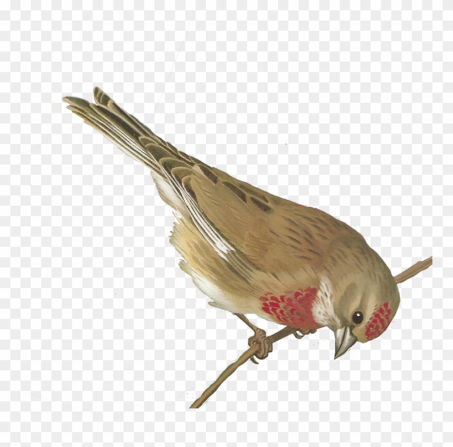 vintage clipart bird