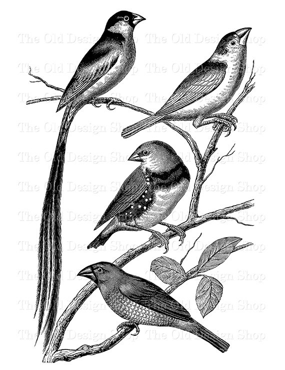Bird Clip Art Vintage Sparrow Finch Printable Illustration
