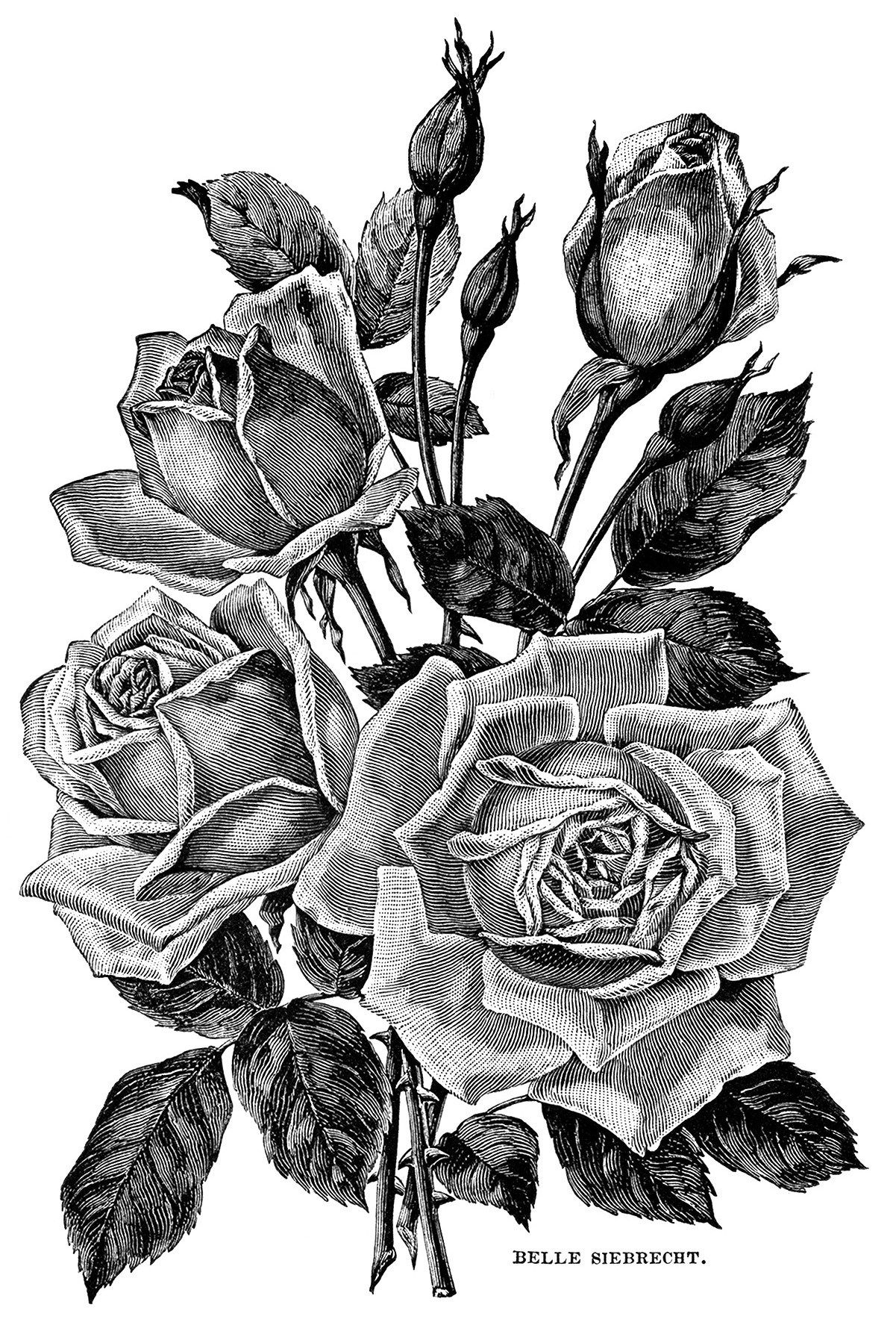 Vintage garden clipart, black and white flower illustration