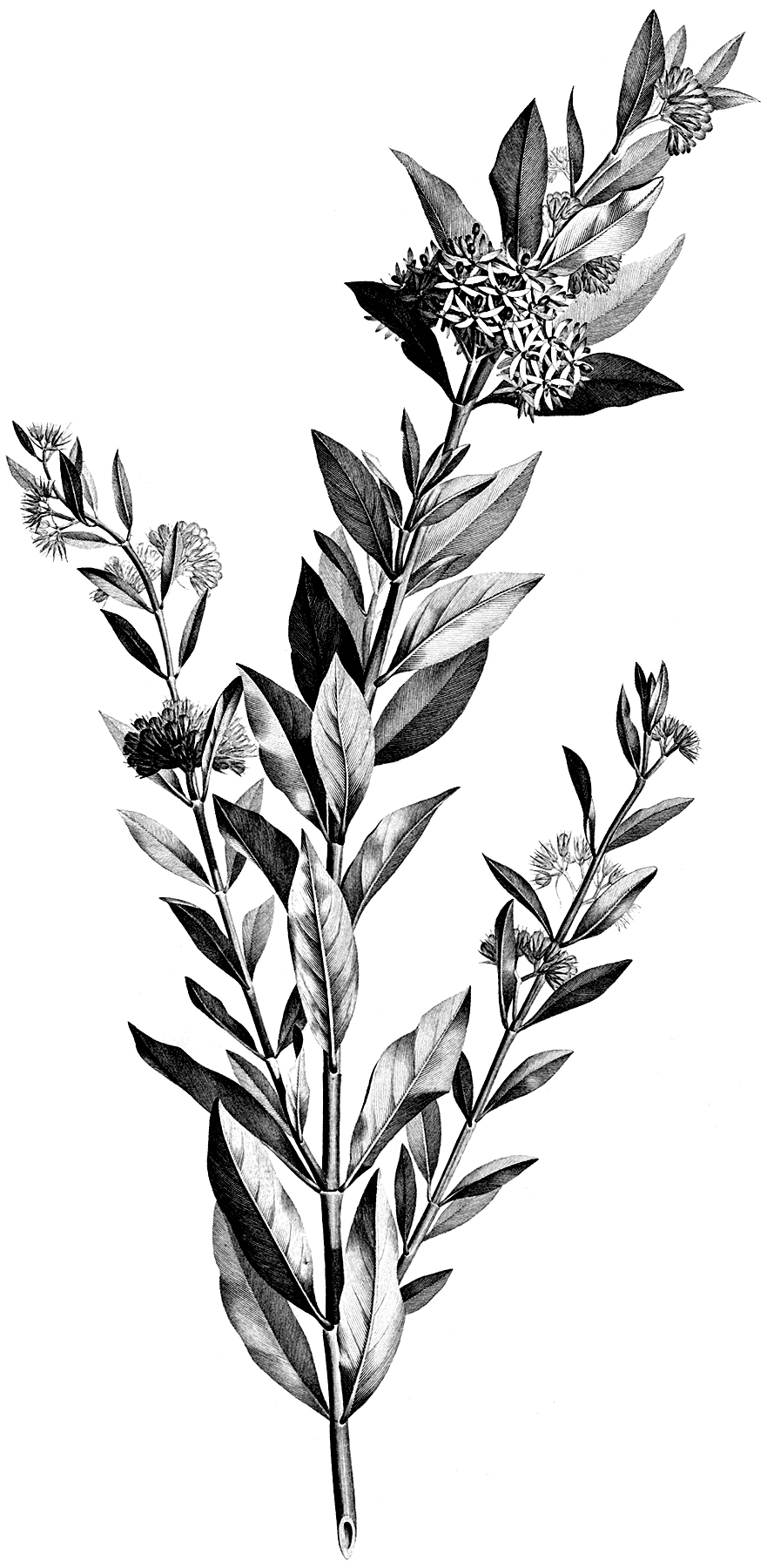 Vintage Black and White Floral Stem Botanical Clip Art