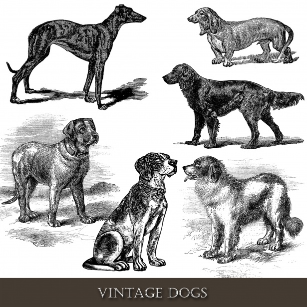 Vintage dogs clipart.
