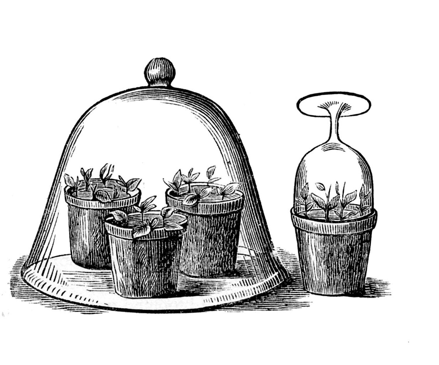 Free Antique Garden Cliparts, Download Free Clip Art, Free