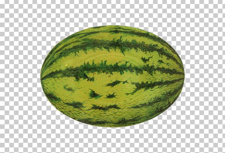 Watermelon oval shape.