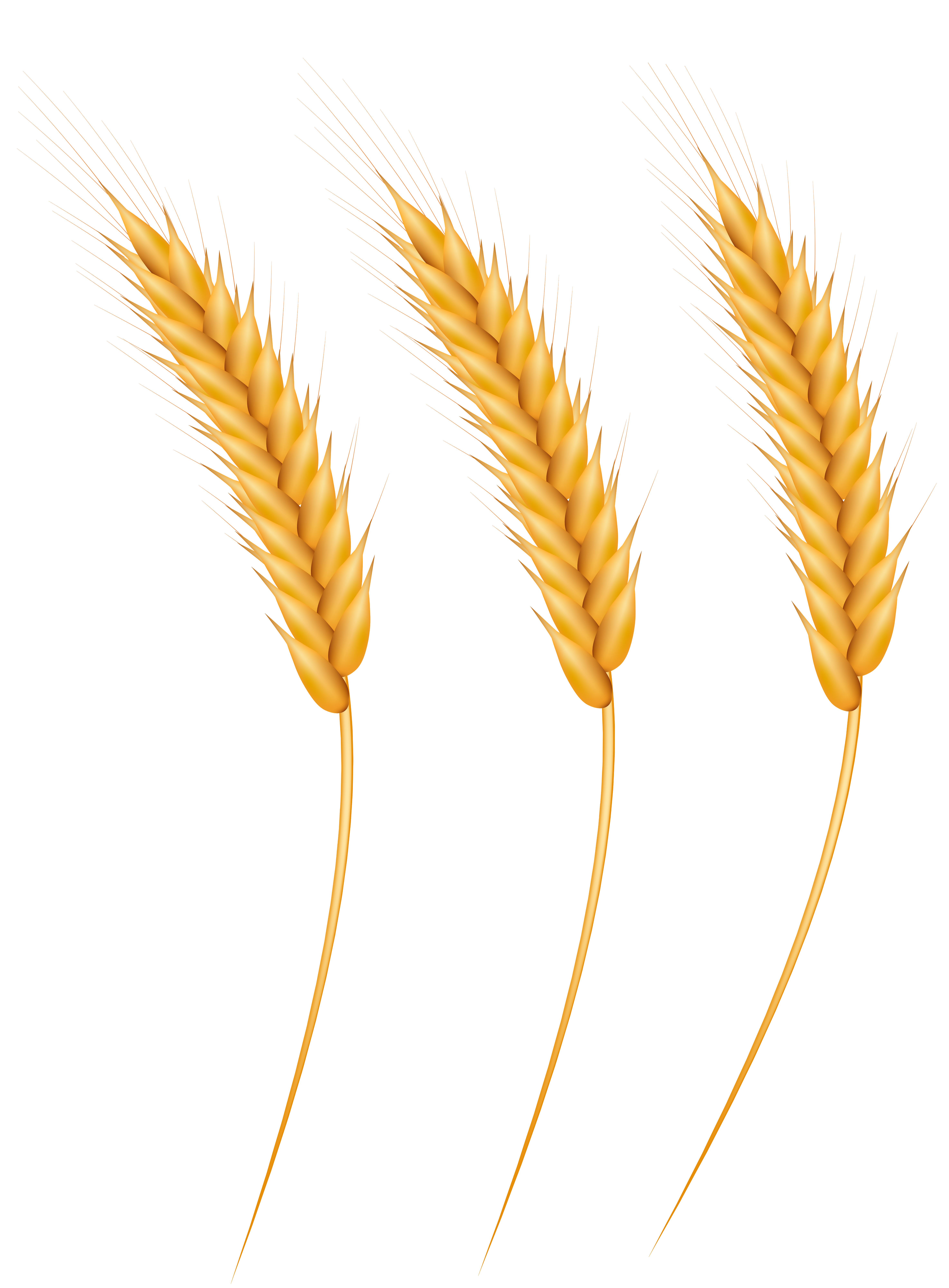 Wheat Grains PNG Clip Art Image
