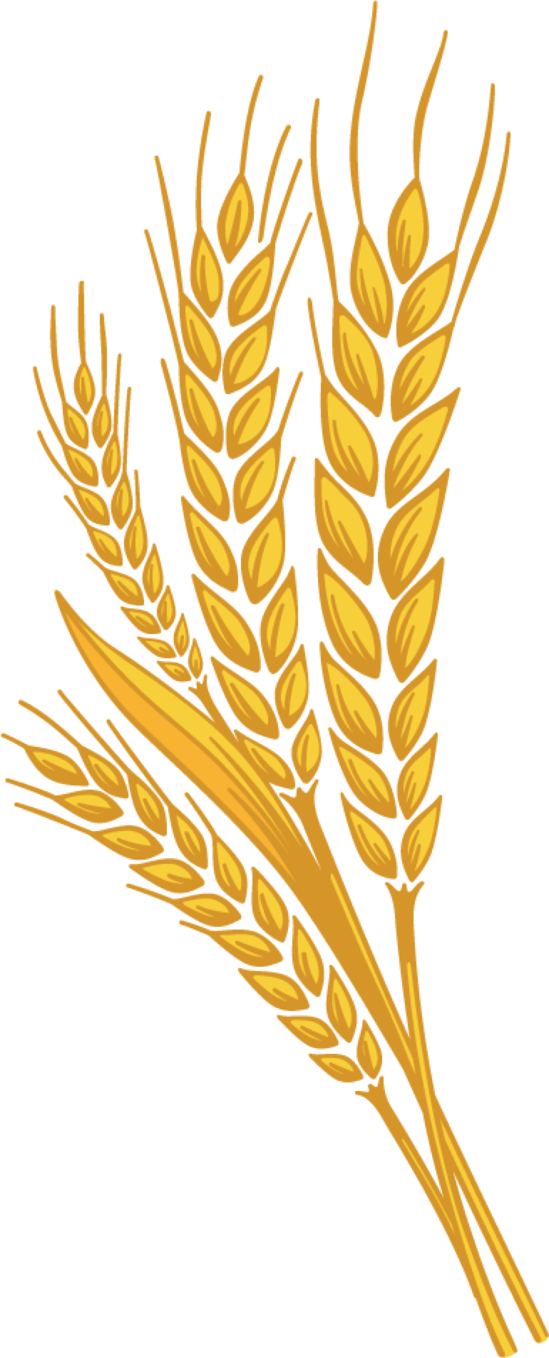 Grain clipart yellow wheat.