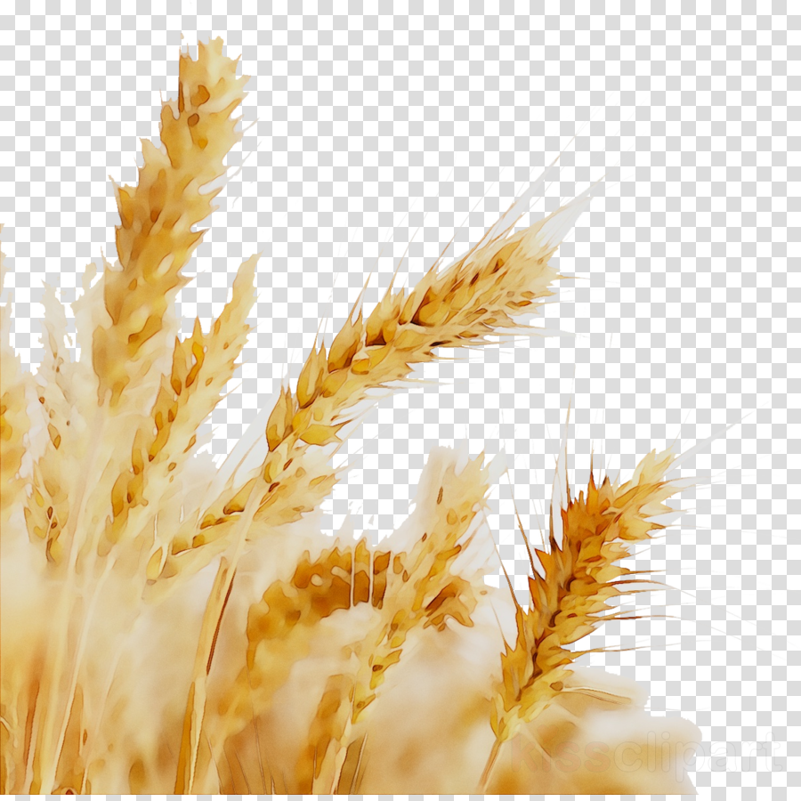 wheat clipart agriculture
