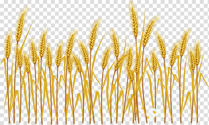 Brown wheat field common.