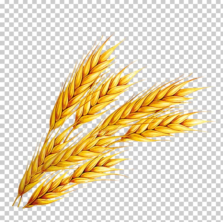 Rice wheat png.